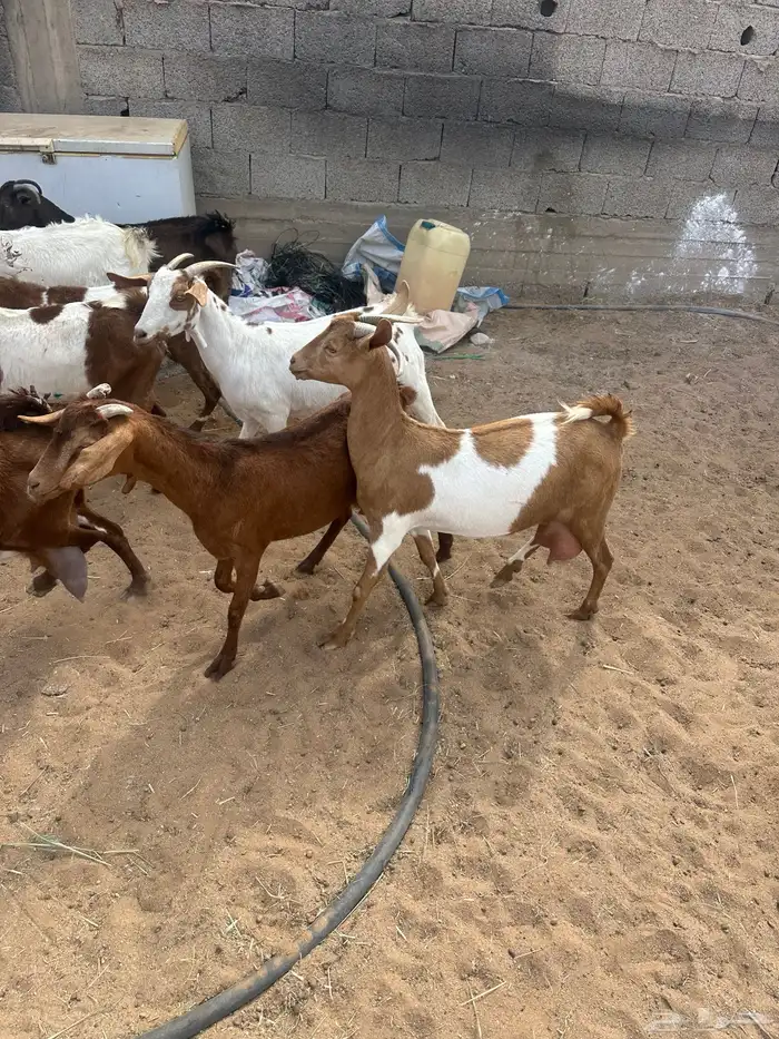 معزا متابيع 0