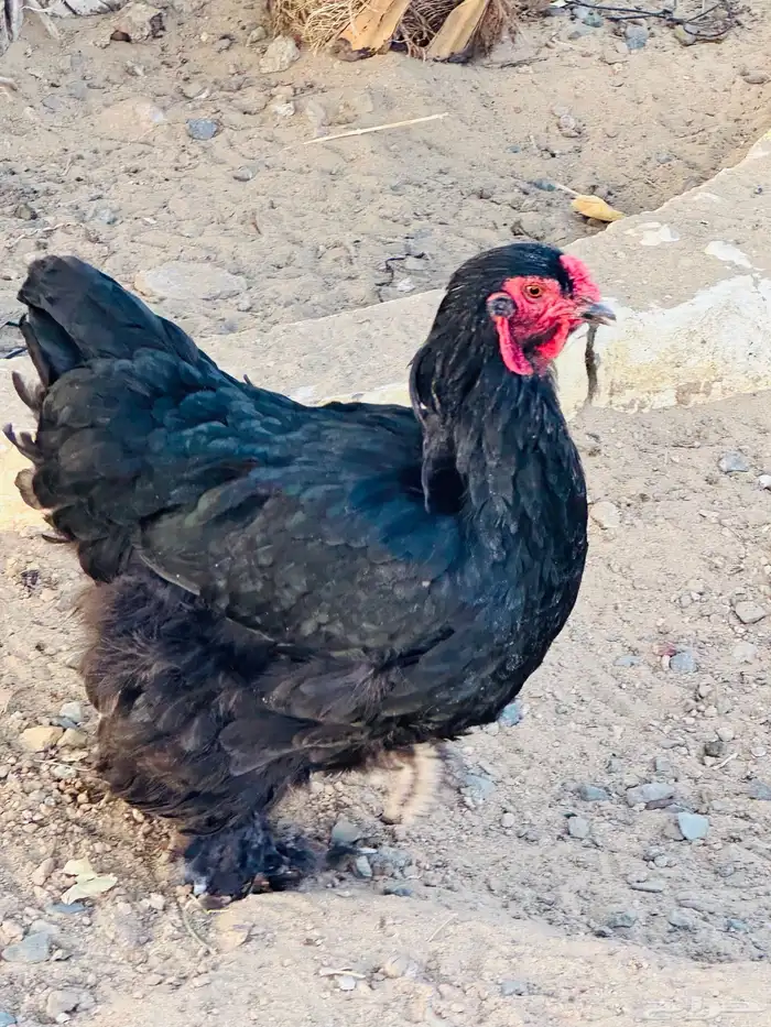 ديك تبيض و دجاجه برهما 3