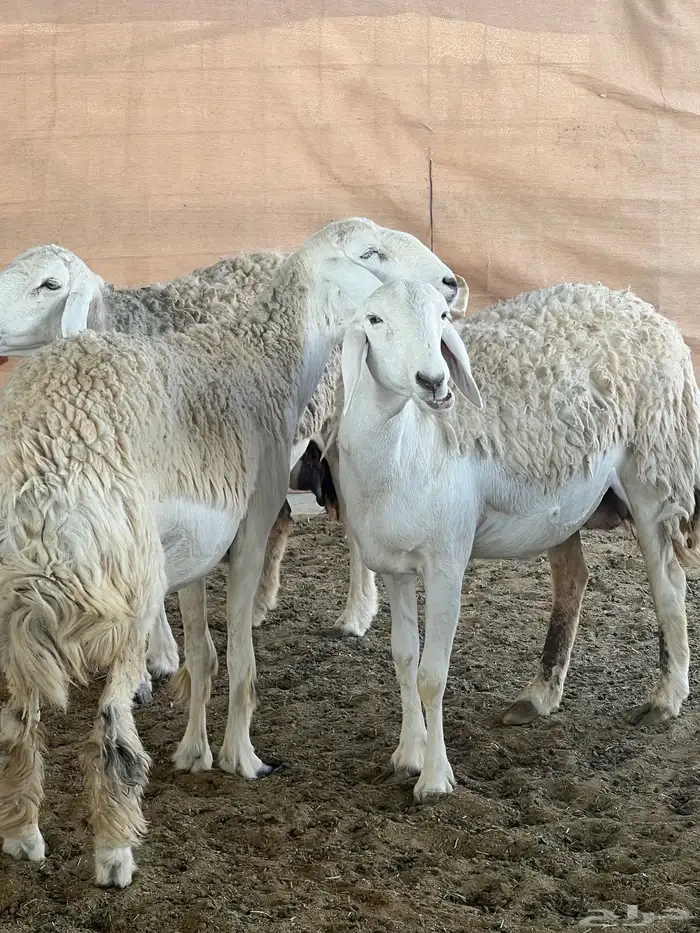 حريات صنف الصنف مراح متعوب عليه 6