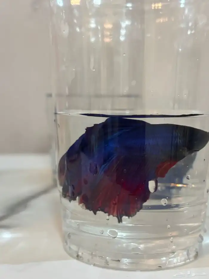 اسماك الفايتر 4