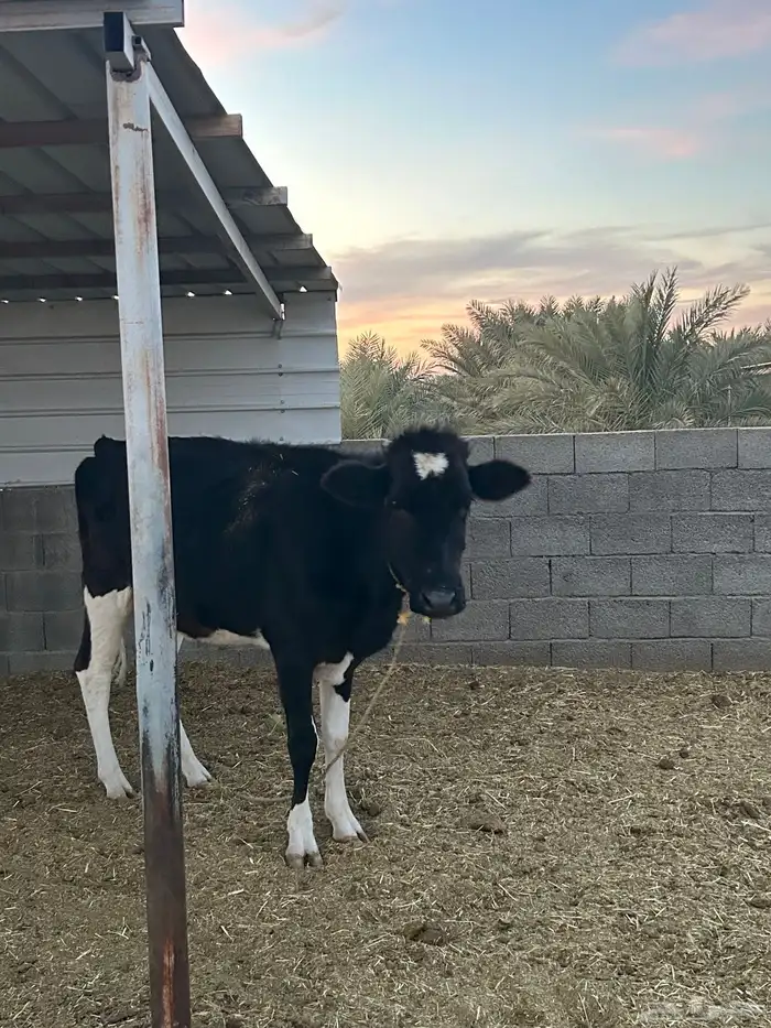 بقر خلفات للبيع 1