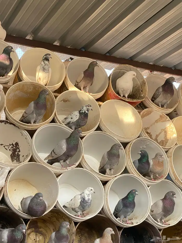 حمام متزاوج فرنسي سلفر 0