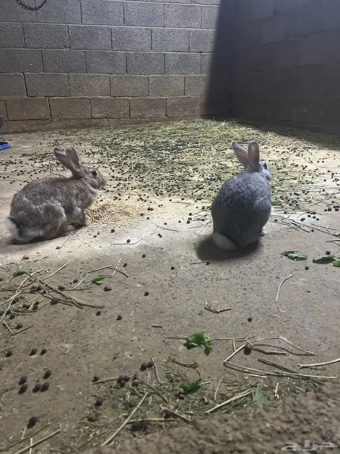 زوج ارانب مع عيالهم 1