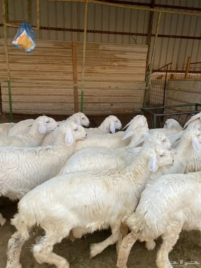 بهم حريات فاخره 3