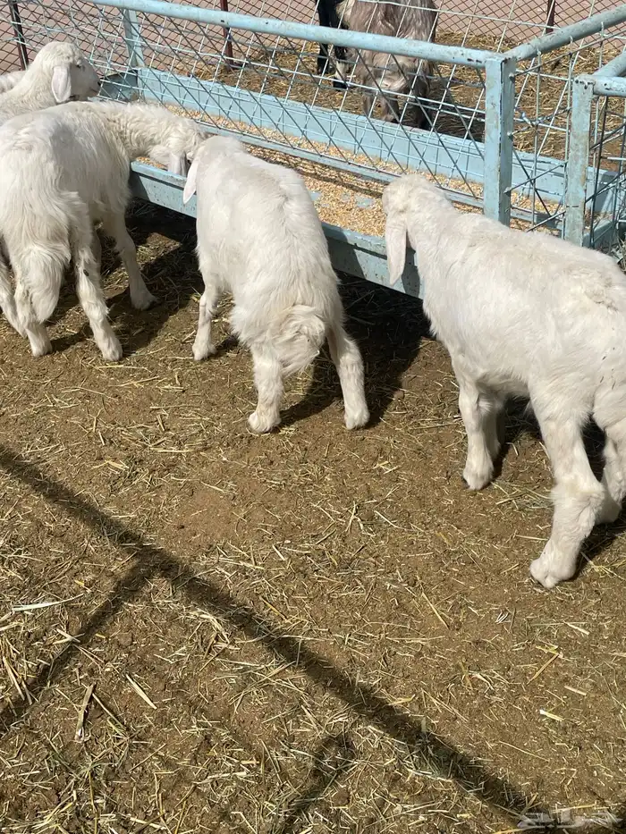 بهم حري بهم دواغير 36