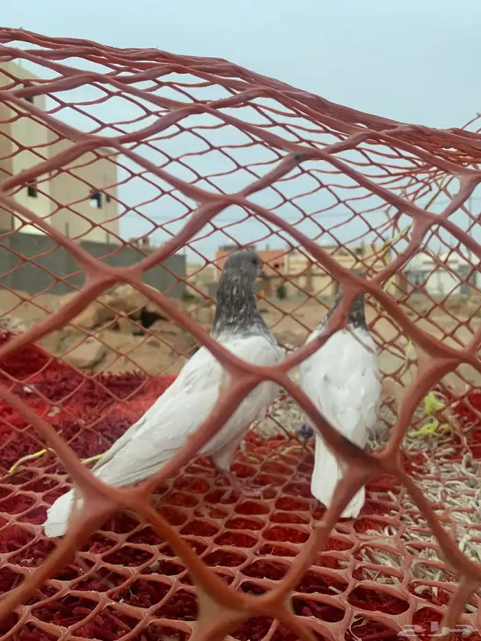 حمام يكستاني طيار 1