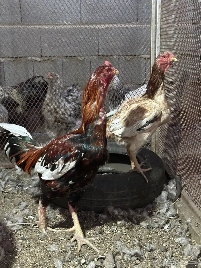 دجاج باكستاني 0