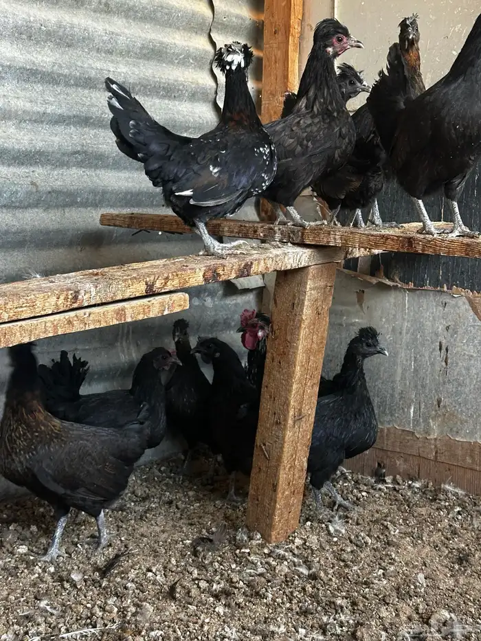 دجاج للبيع 5