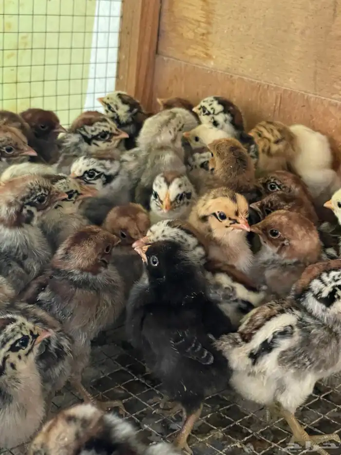 صوص بلدي فيومي شبابي احجام 2