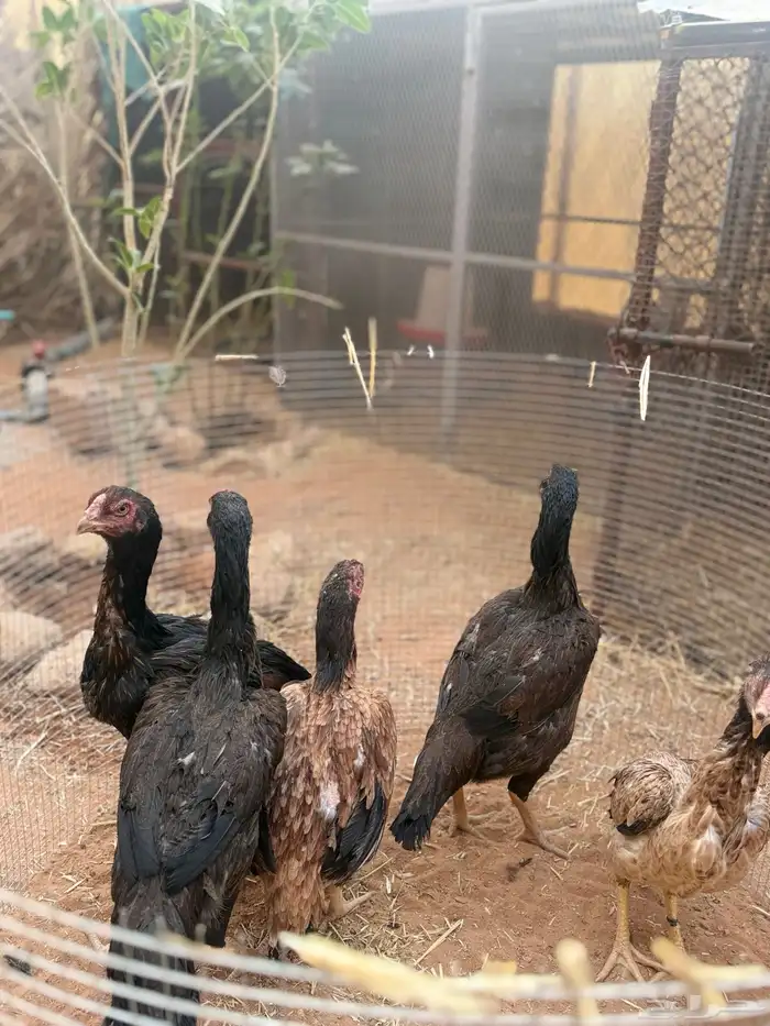 للبيع دجاج باكستاني 3