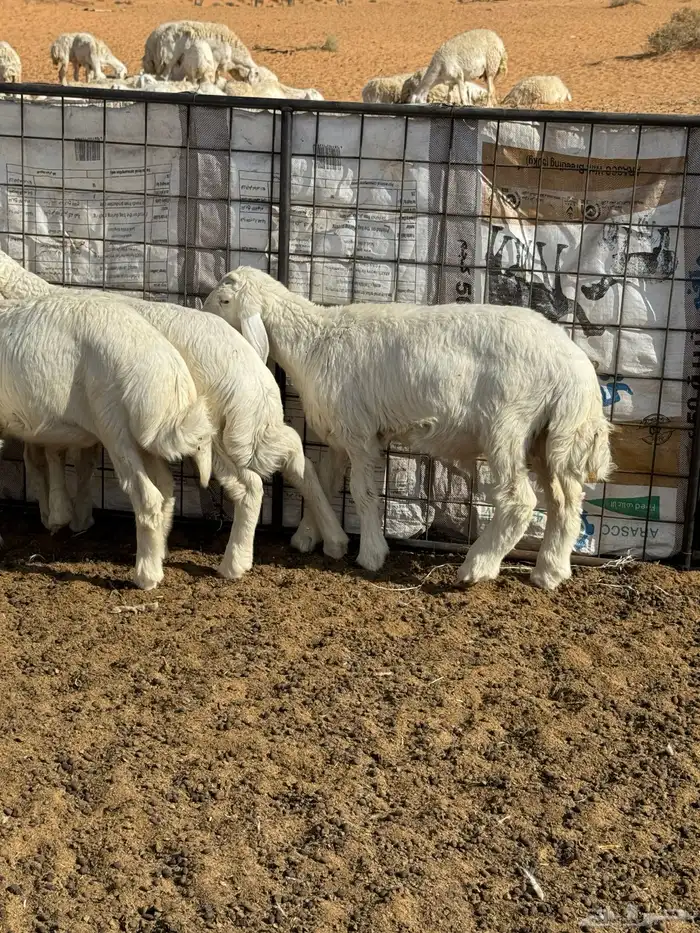 خرفان حريه للبيع 2