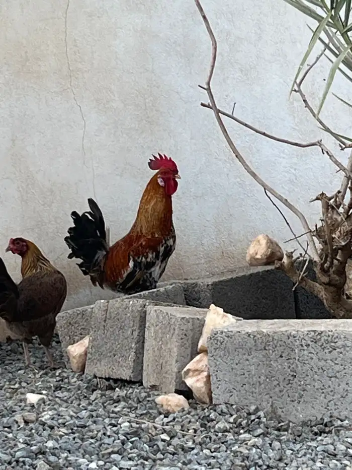 ديك بلدي نضيف يضرب مشاءالله تبارك الله اصيل 3