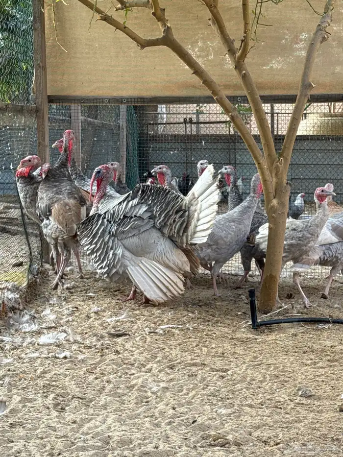 دجاج رومي للبيع الموقع سيهات 0