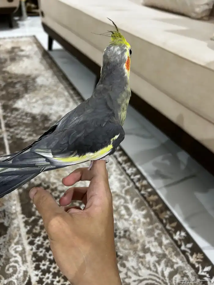 زوج كروان الانثى فراشه زي ماتشوفون و ذكر اليفه 3