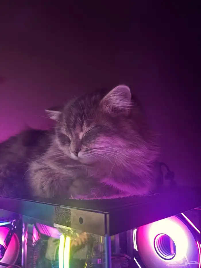 قطوة للتبني 0