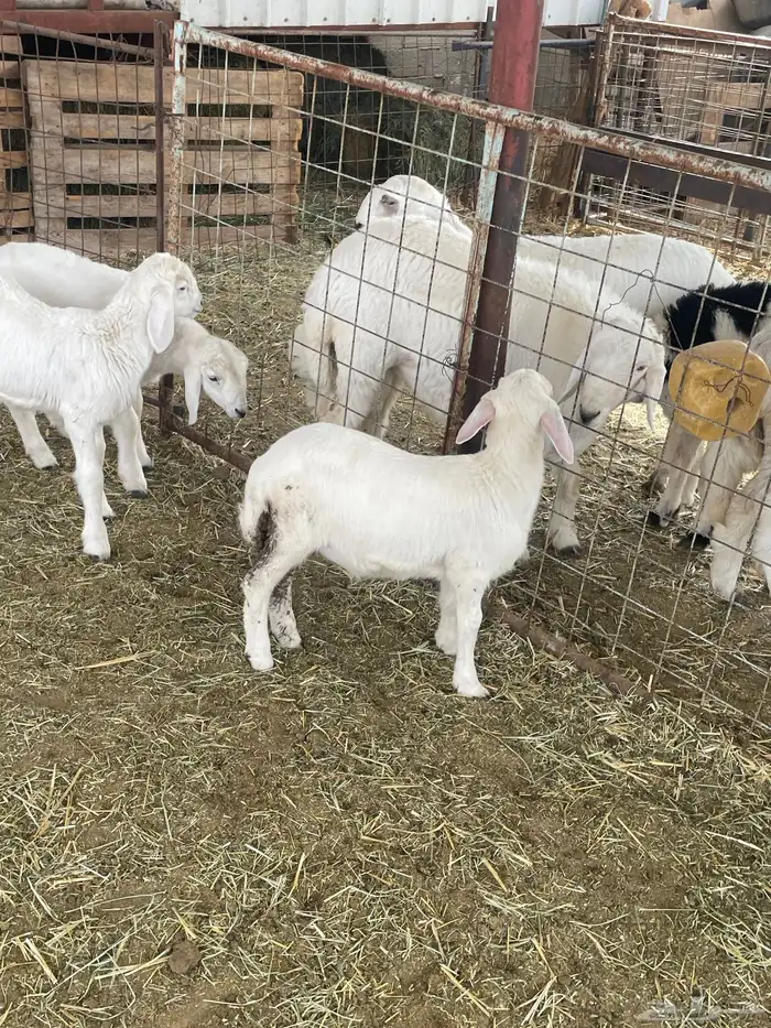 بهم حري بهم دواغير 25