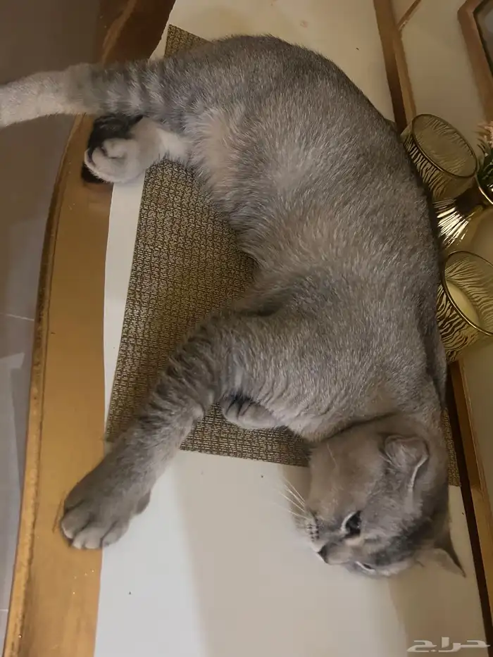 قطط للتبني  كتن 9