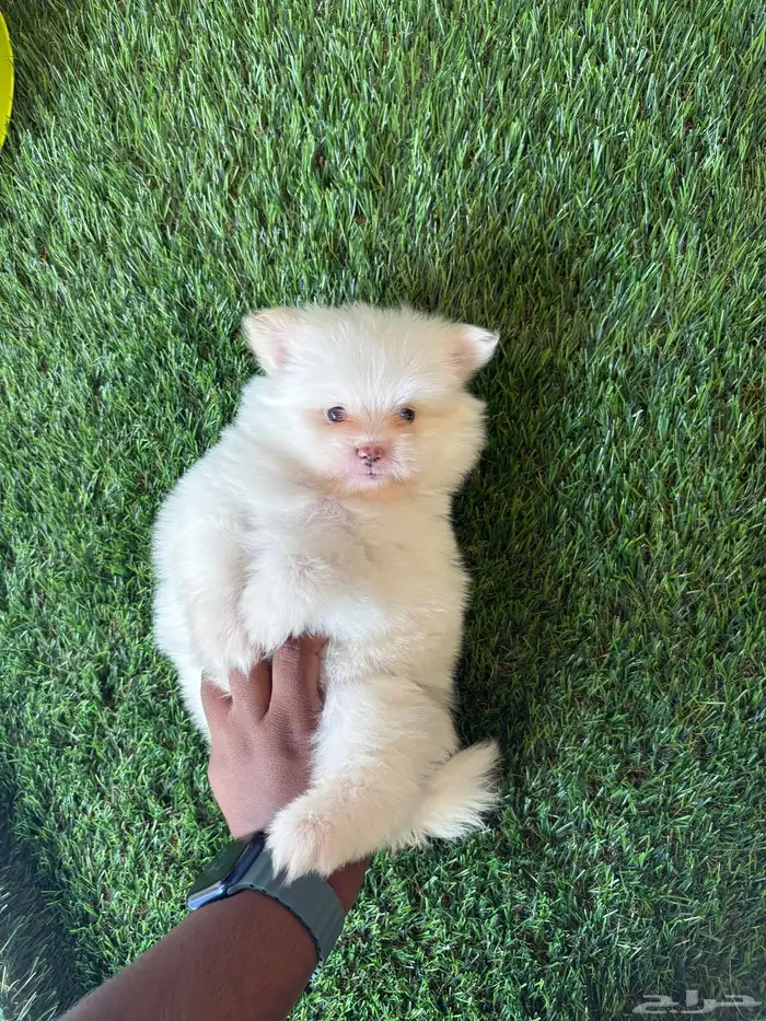 كلاب بمرنيان 2