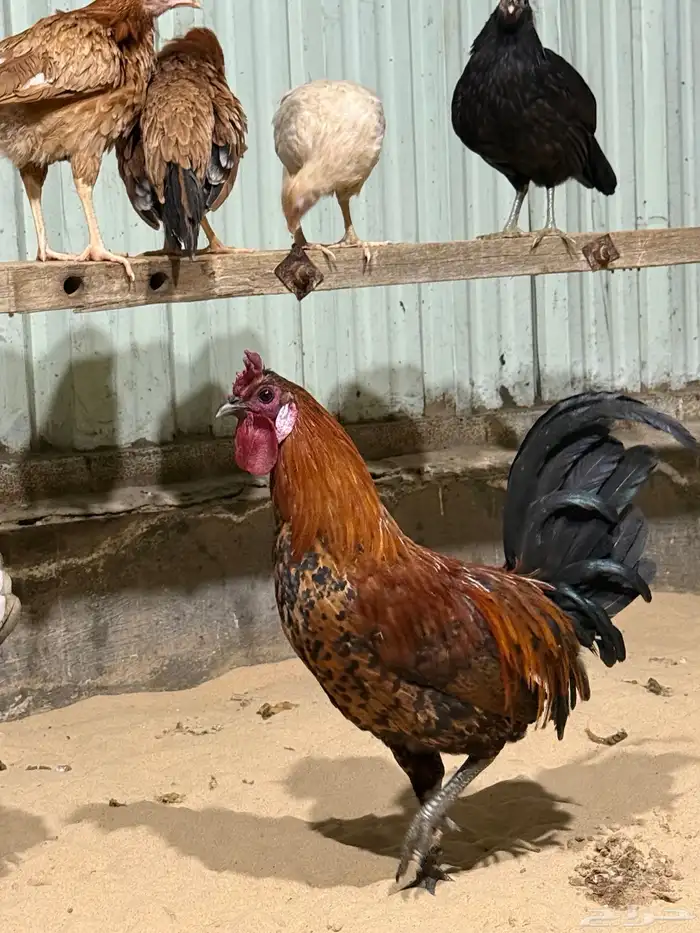 للبيع دجاج 2