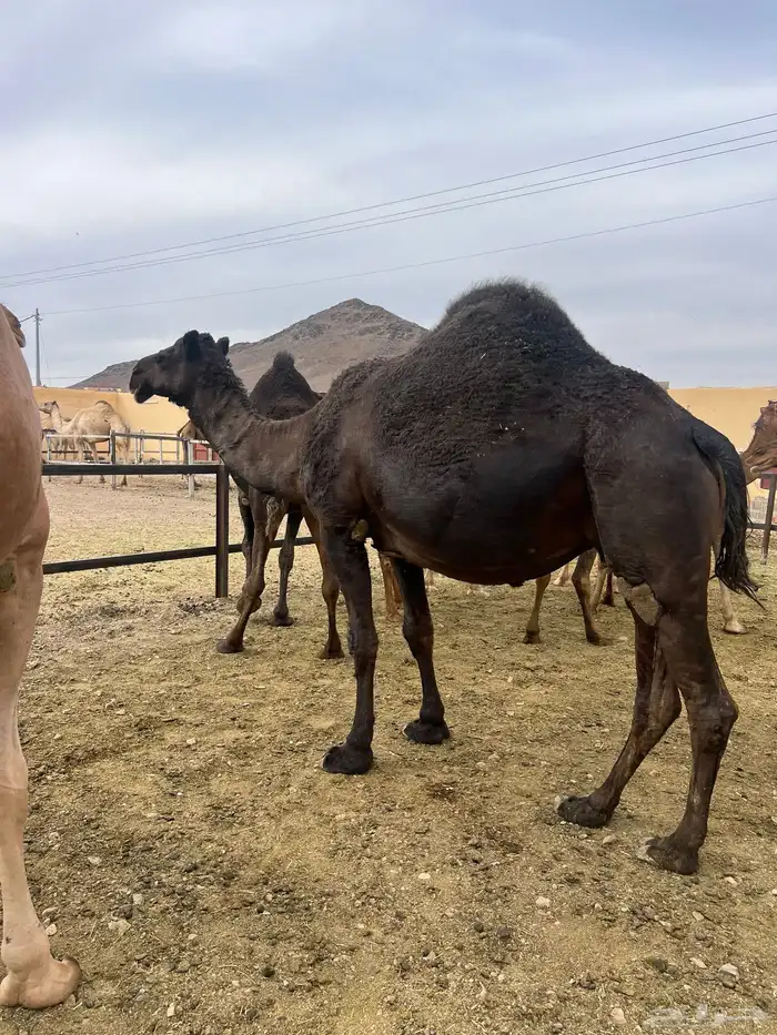 ناقتين مجاهيم امهات حليب 1