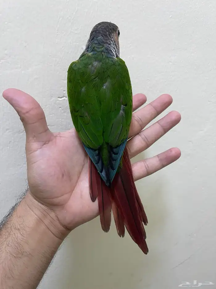 انثى كنيور يلو سايد رد فاكتور 4