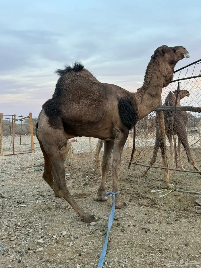 للبيع بعير حمر جرم كايف ضراب وعشار 20