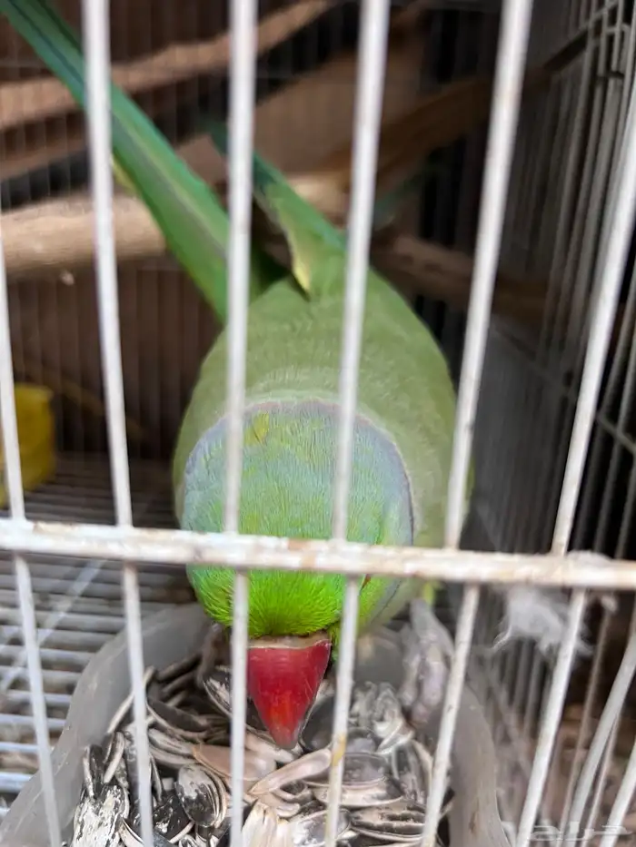 ذكر دره هندي مطوق انتاج حااار 1