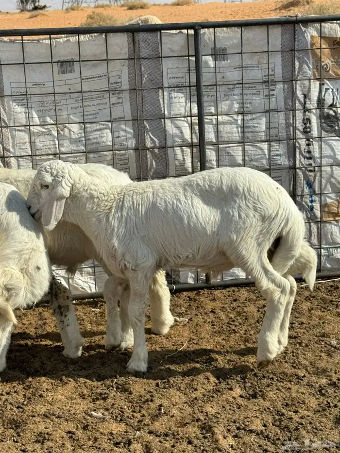 خرفان حريه للبيع 0