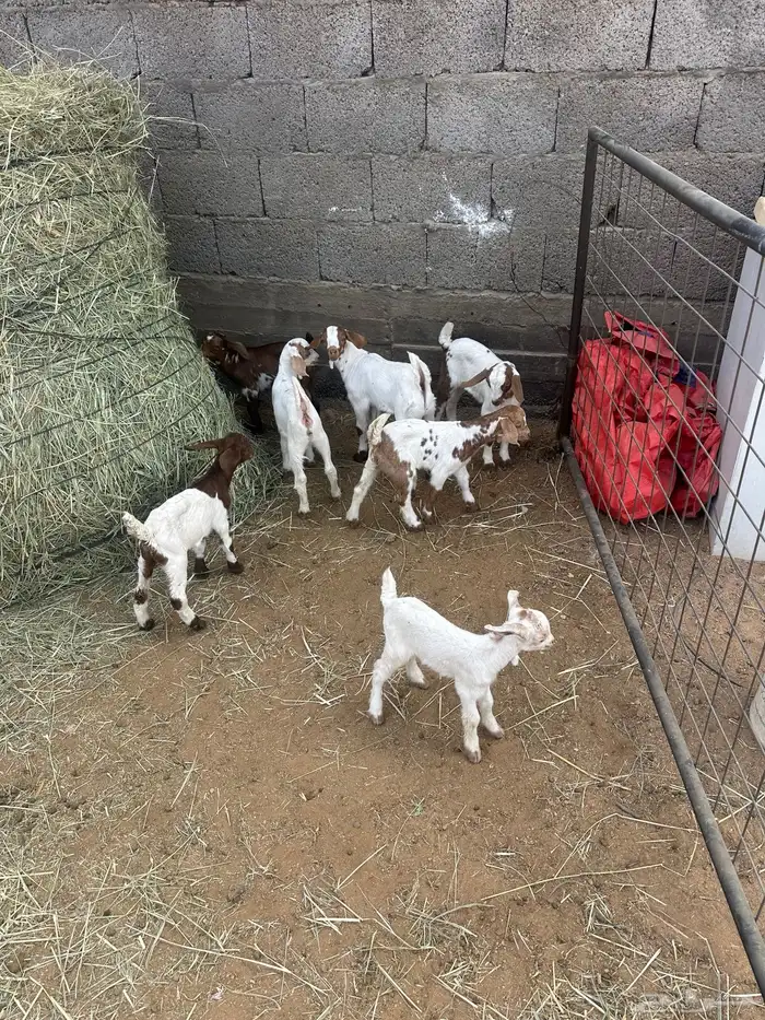 معزا متابيع 5