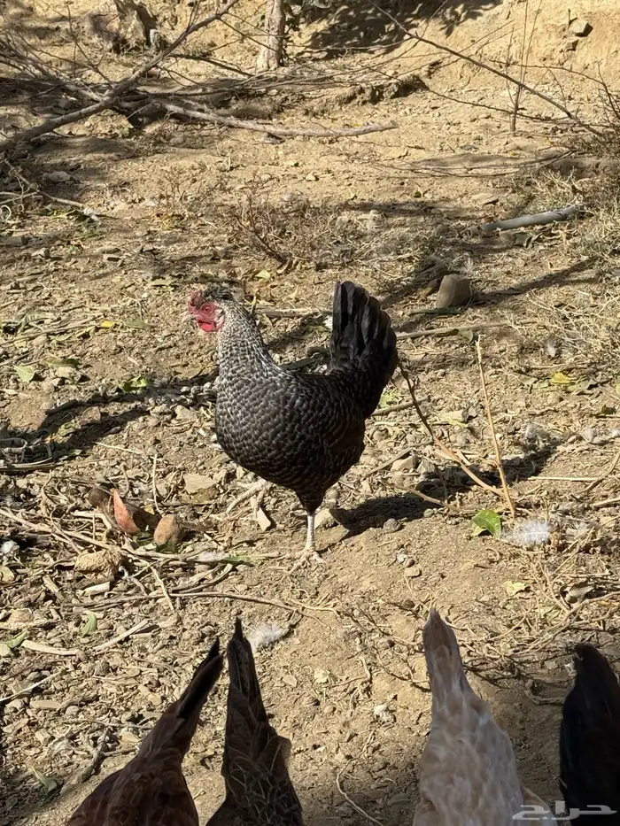 دجاج بلدي 8