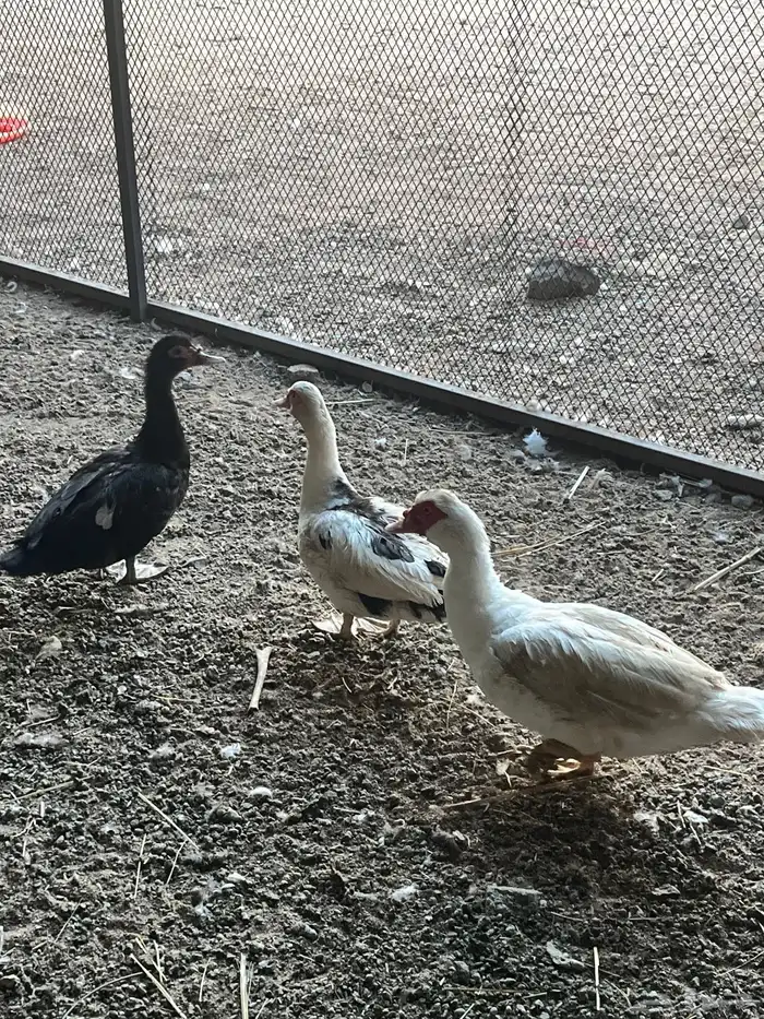 للبيع أو البدل بط بلدي حضان 1