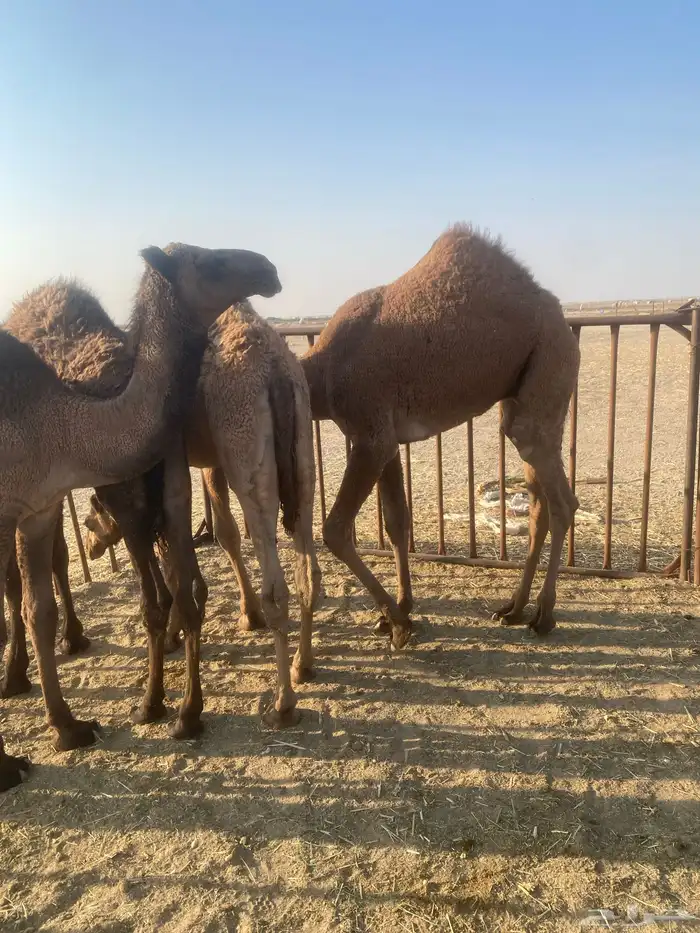 قعدان حشو الخفجي 1