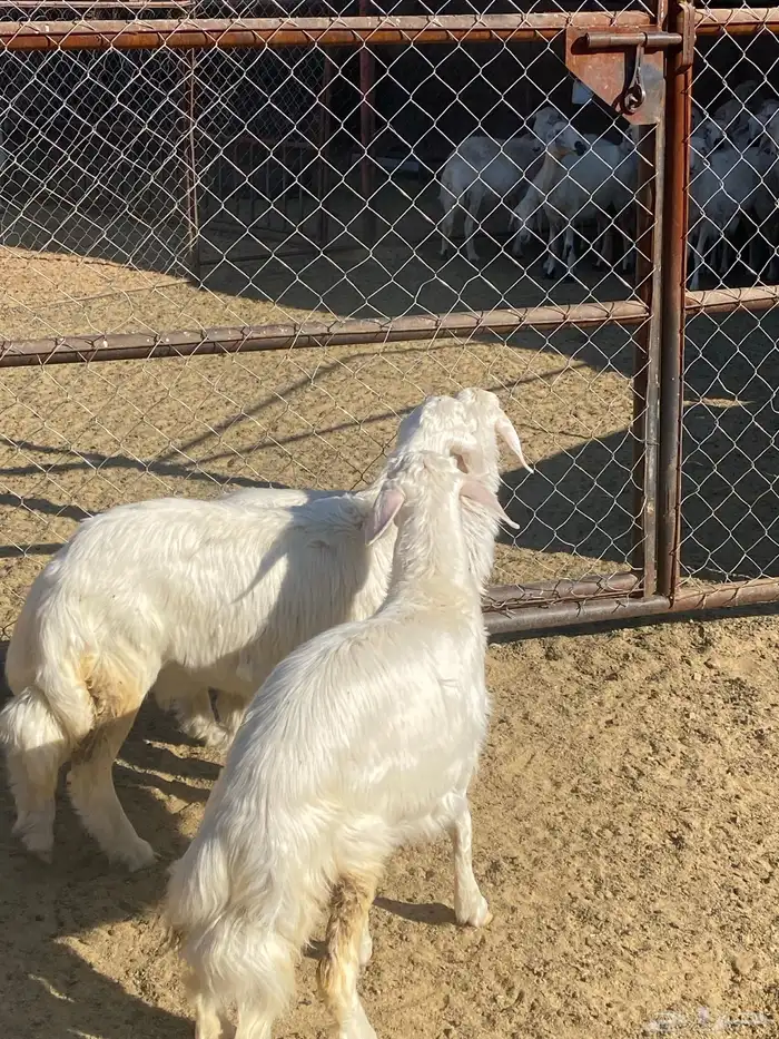 رخال صنف فاخر 0