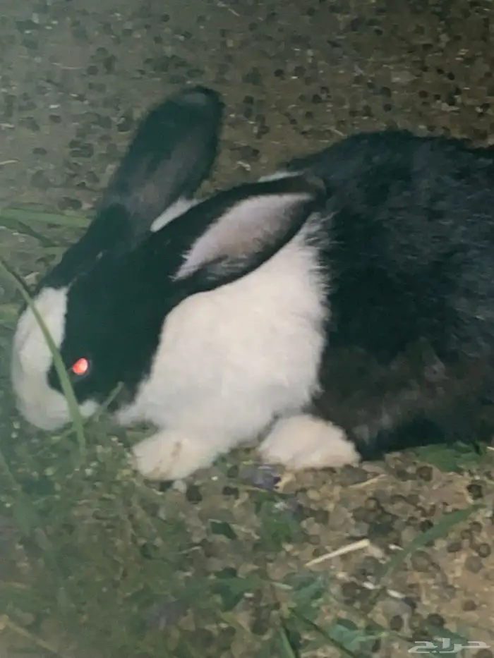 للبيع ذكور ارانب هجين بابيون 0