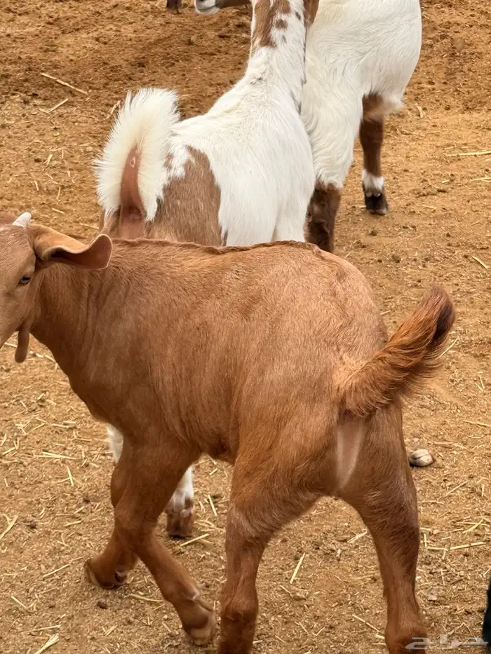 30 تيوس مخاصي وجفار 0