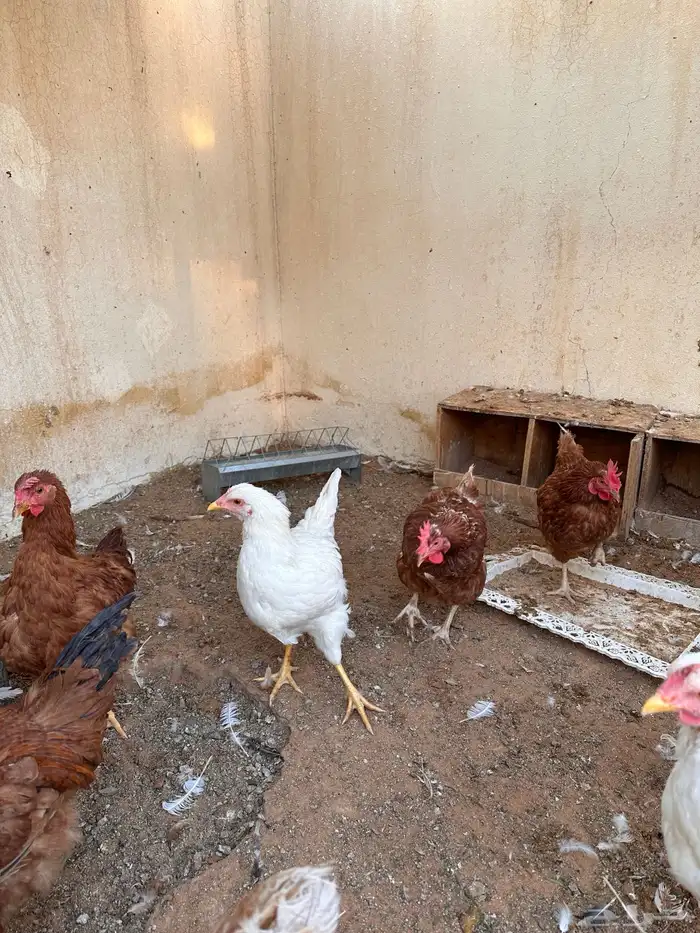 ديوك لوهمان عدد خمسه او سته بيور 3