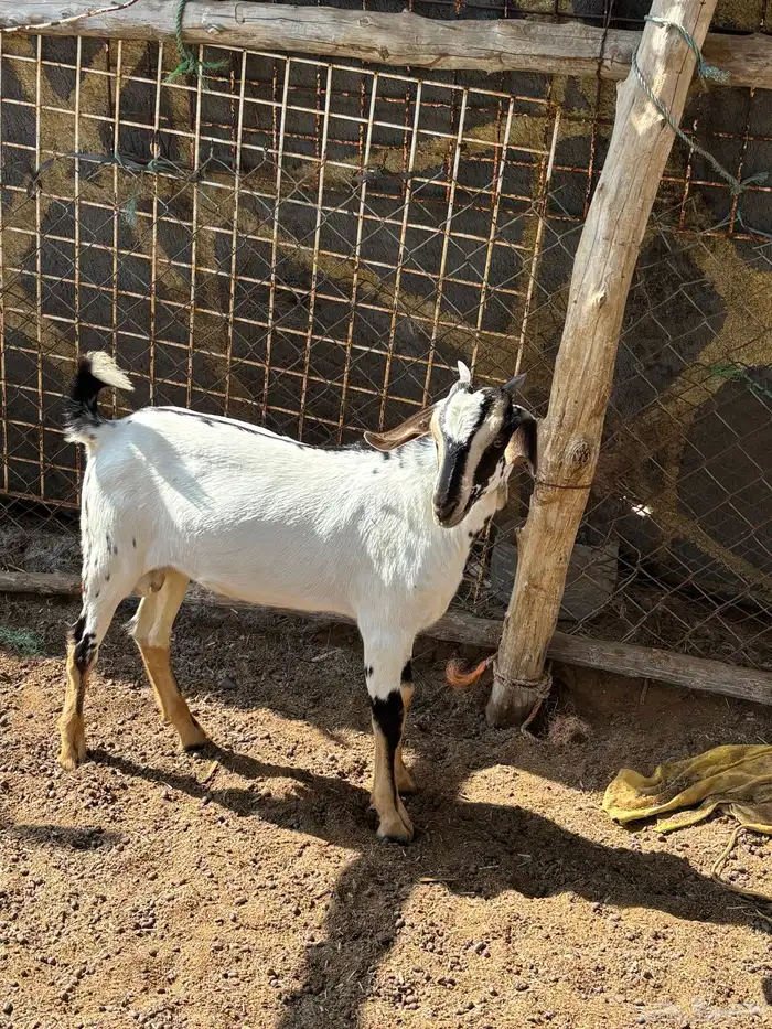 مشروع بيشي صنف 0