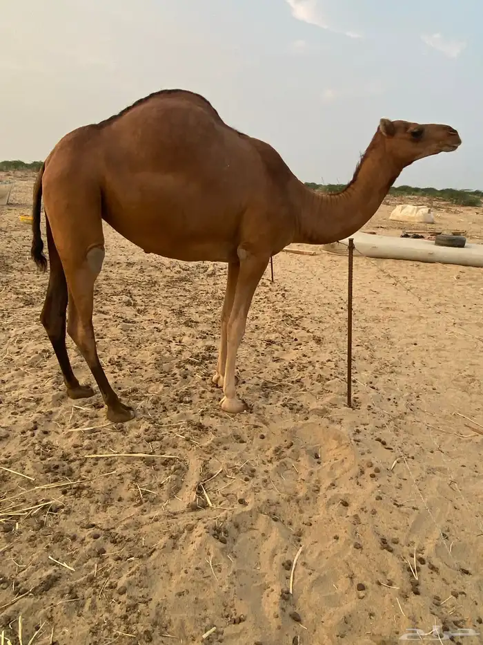 بكره وقعود للبيع 0