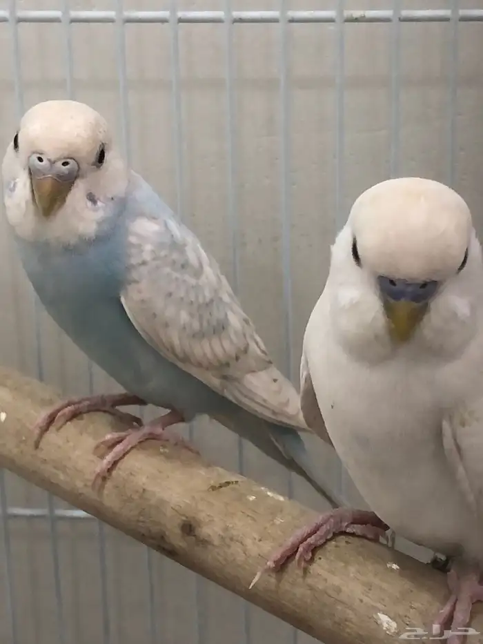 جوز بادجي للبيع 3