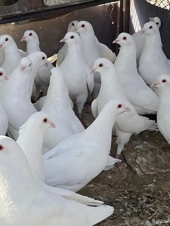 حمام فرنسي سوبر جانبو 35