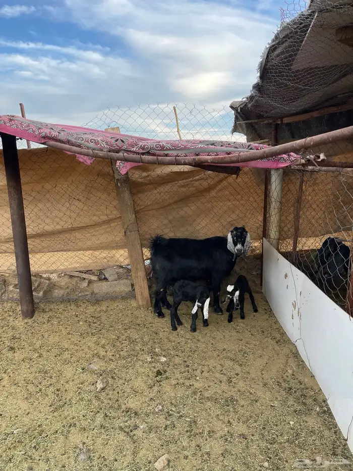 عنز عارضيه متوم للبيع 1