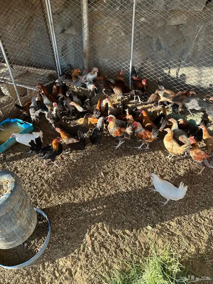 دجاج بلدي العمر 4 شهور الصحه شرط 1