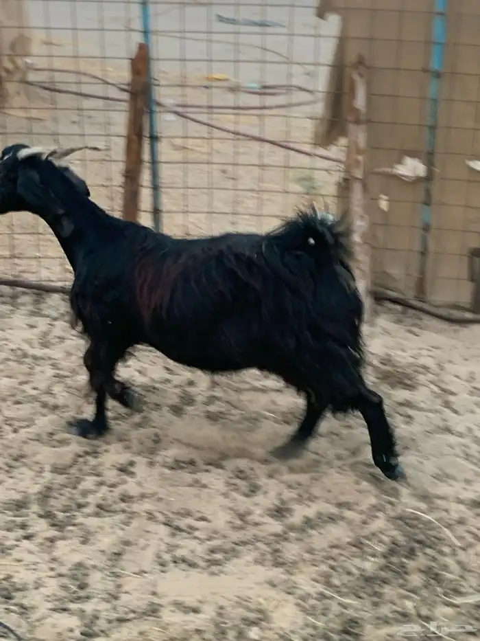 للبيع معزا مقربات على ولاده 6