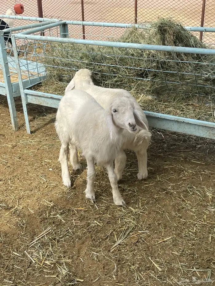 بهم حري بهم دواغير 9