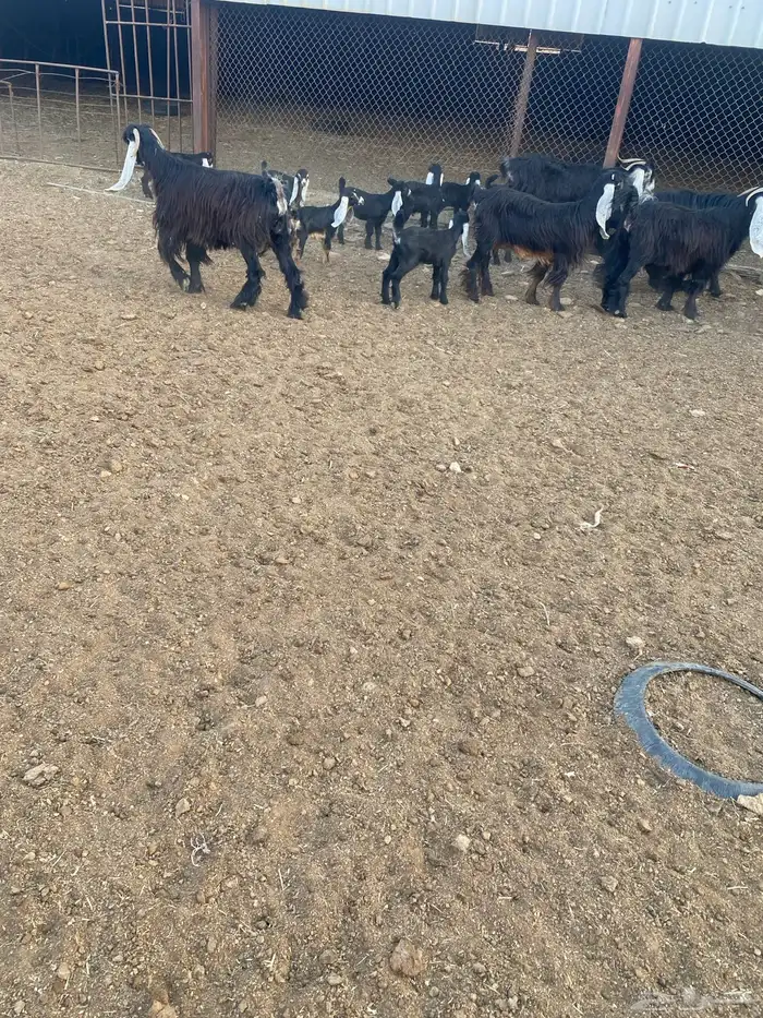 معزاء عوارض متابيع العدد (13) يتبعها (14) 11