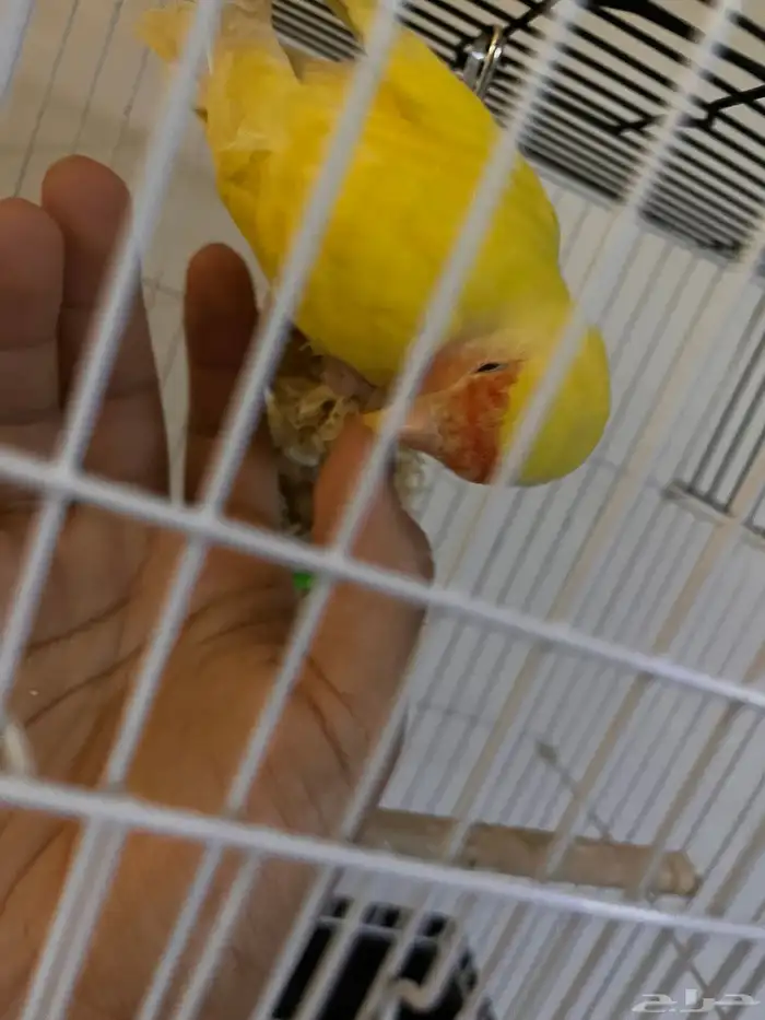 روز ذكر لاتينو تربيه 3