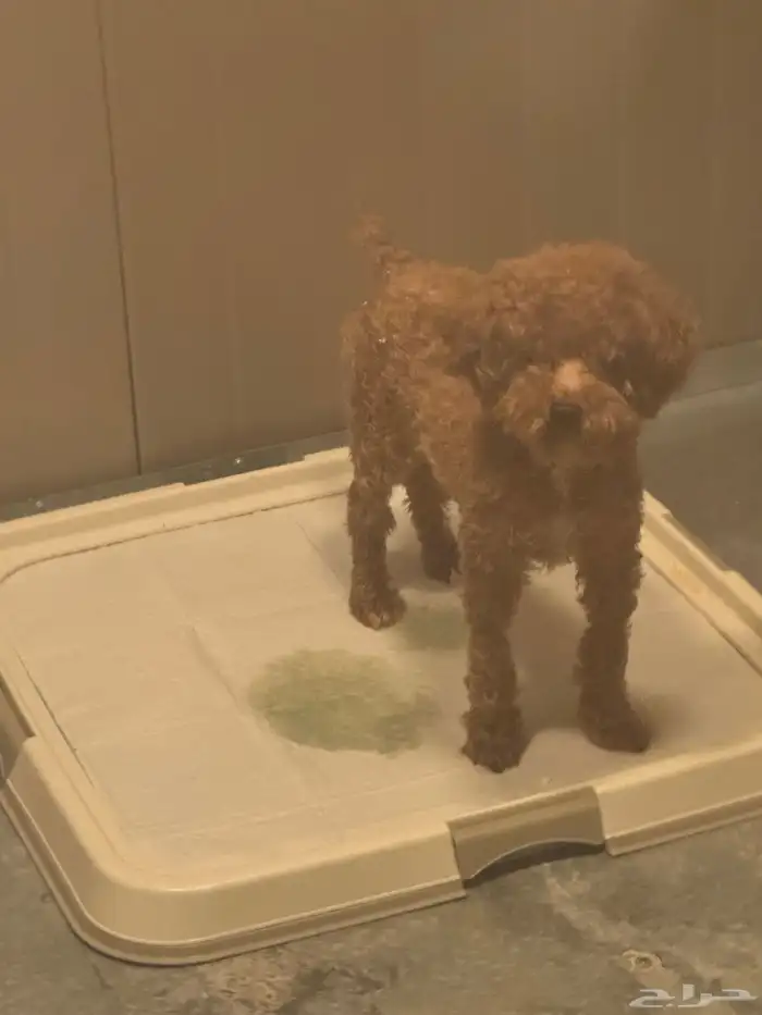 كلب بودل مستورد من روسيا 0