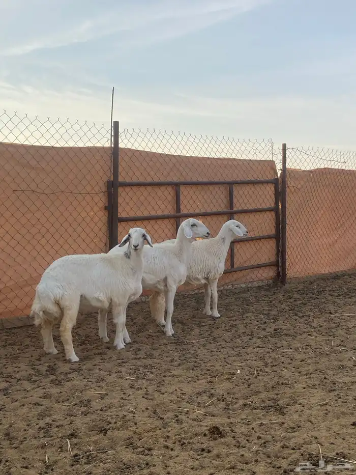 رخال منوة القناي 0