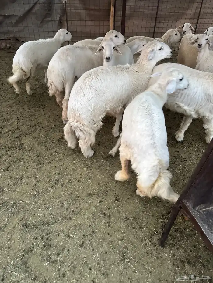 طليان ورخال للبيع 3