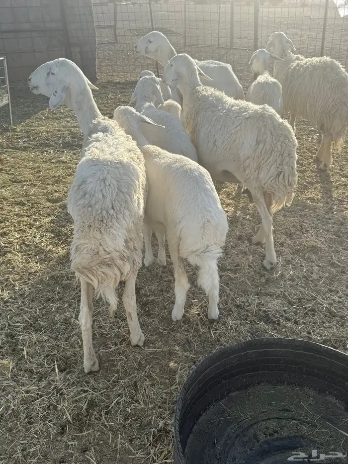 للبيع ضان ولد 5 تحتها 5 6